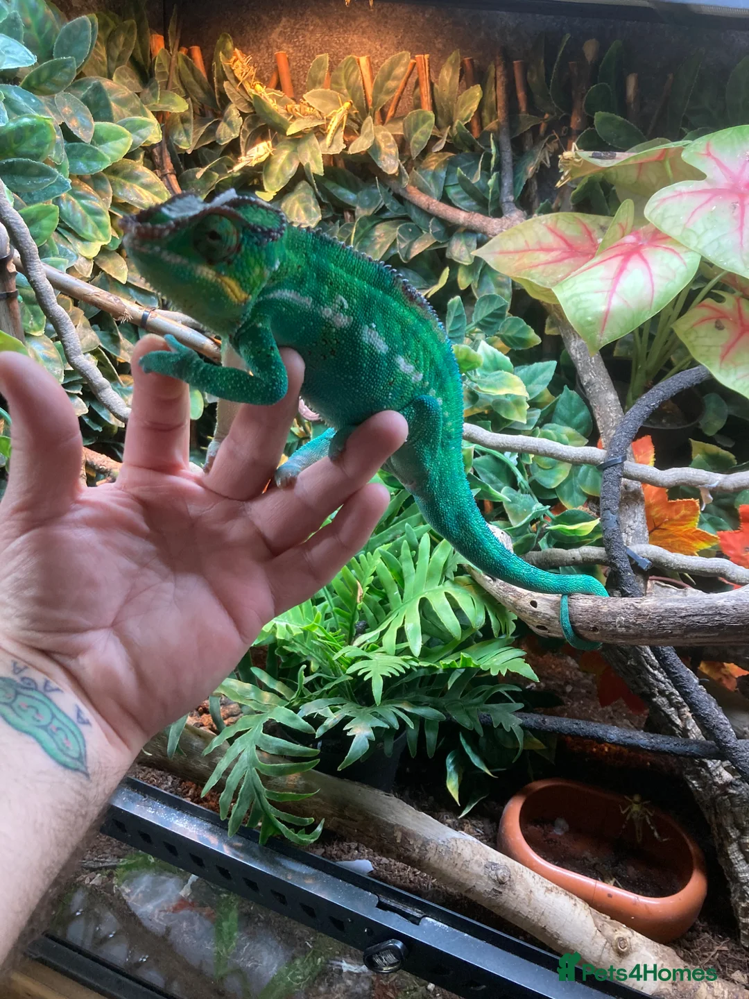 Chameleon reptiles for sale: Male nosey bee panther chameleon  in Nottingham - Advert 2