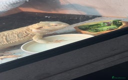 Bearded Dragon reptiles for sale: Breaded dragon - Image 5