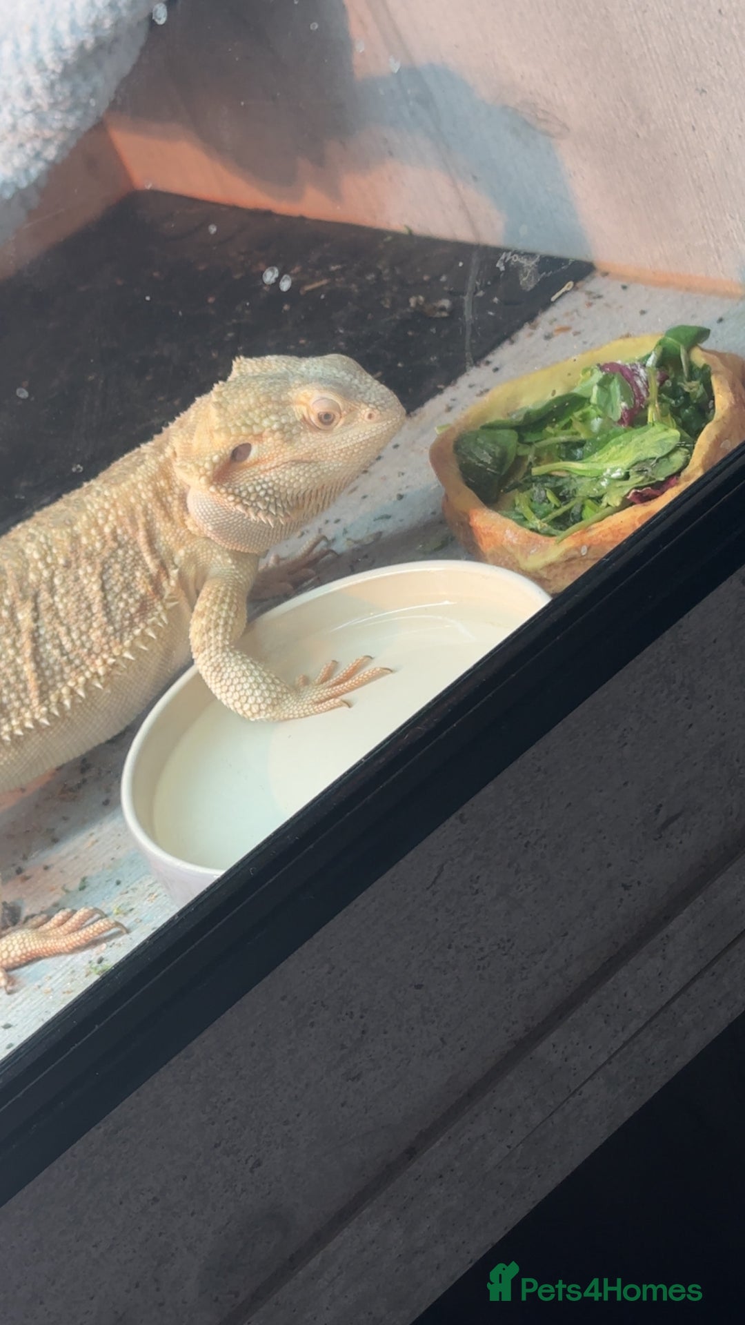 Bearded Dragon reptiles for sale: Breaded dragon - Image 5