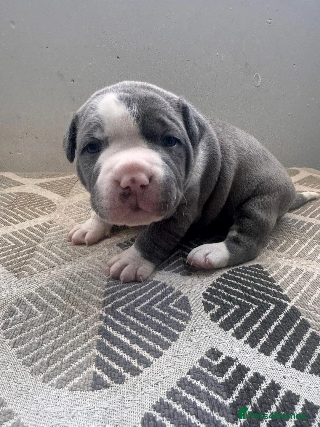 Staffordshire Bull Terrier dogs for sale: Blue fawn Staffordshire bull terrier puppies  - Advert 2