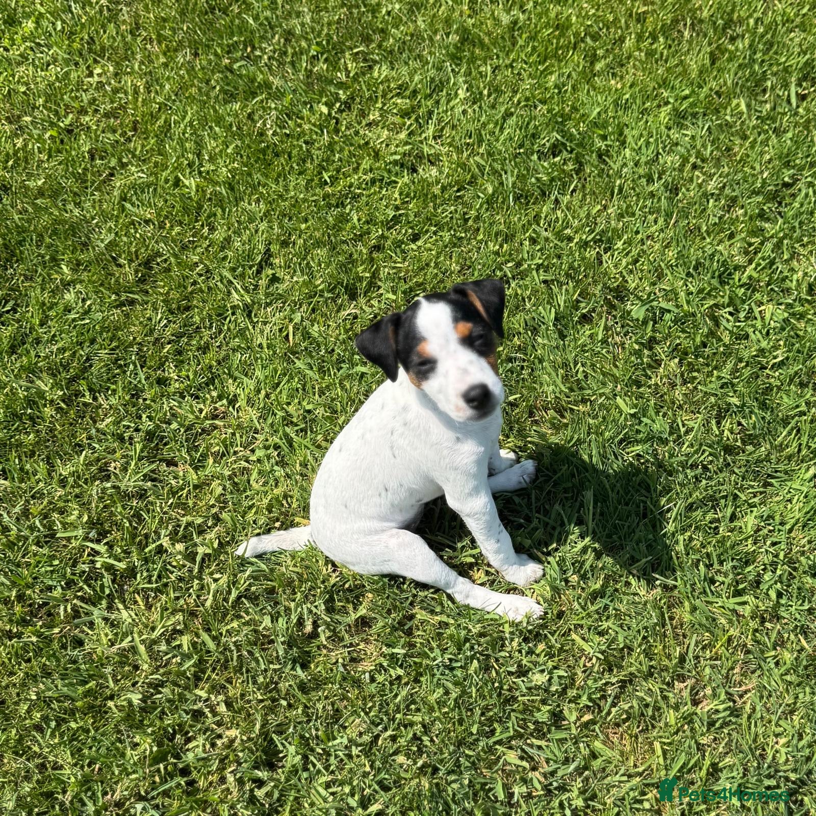 Parson Russell dogs Parsons Russell 3 month old female  - Advert 2