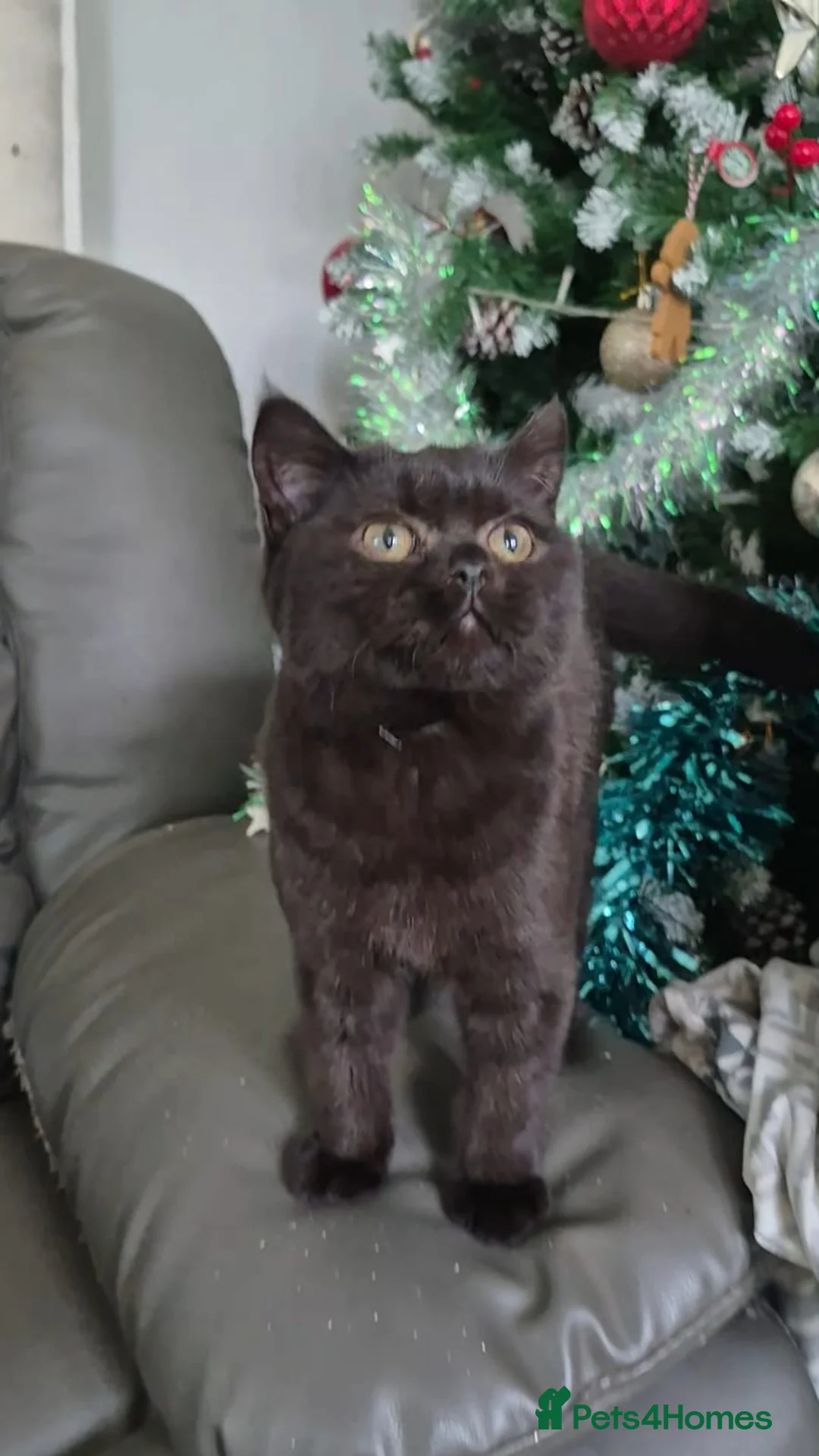 British Shorthair cats for sale: Bsh black girl,*ready to leave* - Advert 2