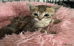 Savannah cats for sale: Stunning Savannah Kittens - Image 31