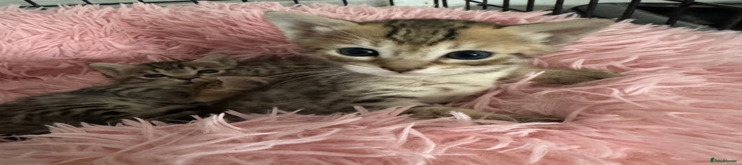 Savannah Kitten 2