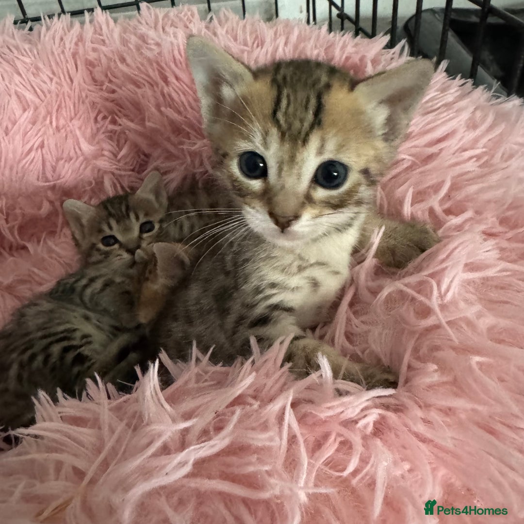 Savannah cats for sale: Stunning Savannah Kittens - Image 31