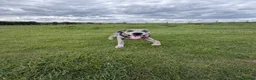 Great Dane dogs for sale: Merlin 8 month old Great Dane puppy - male  - Advert 5