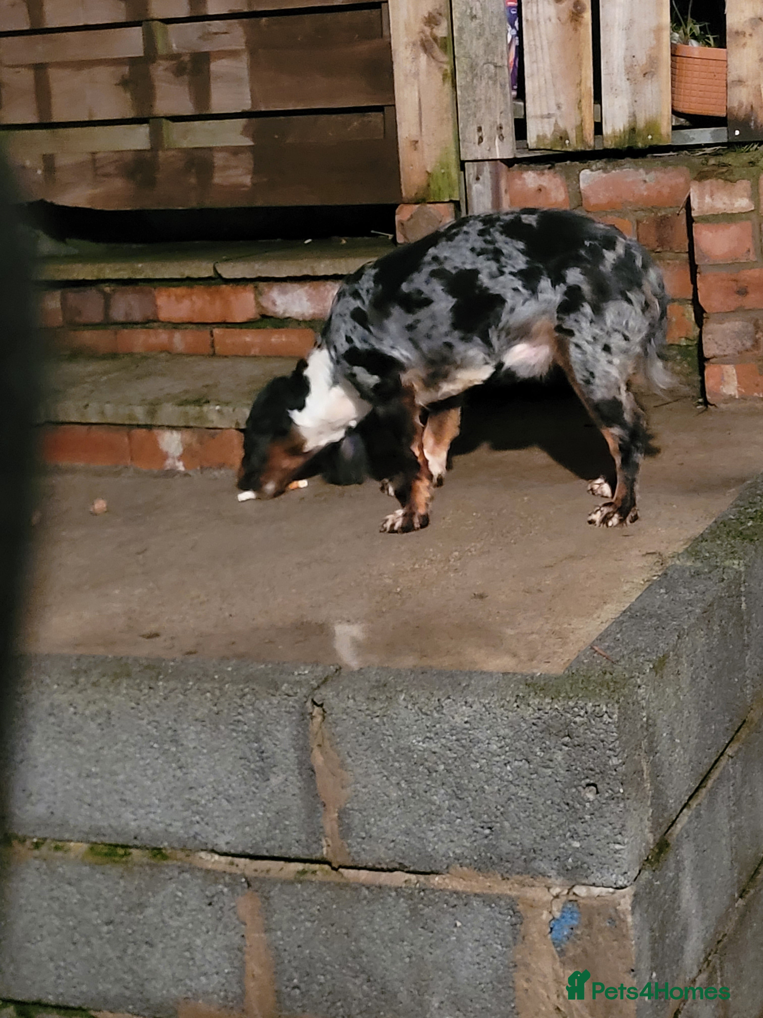 Cocker Spaniel dogs Blue merle spaniel stud - Advert 22