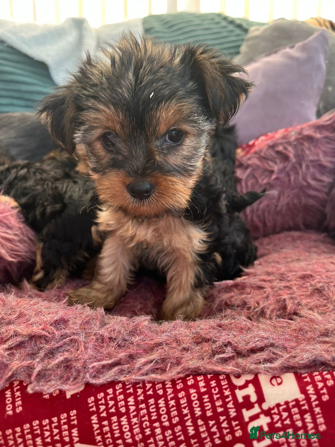 Yorkshire Terrier dogs for sale: Stunning Yorkshire terriers - Image 2