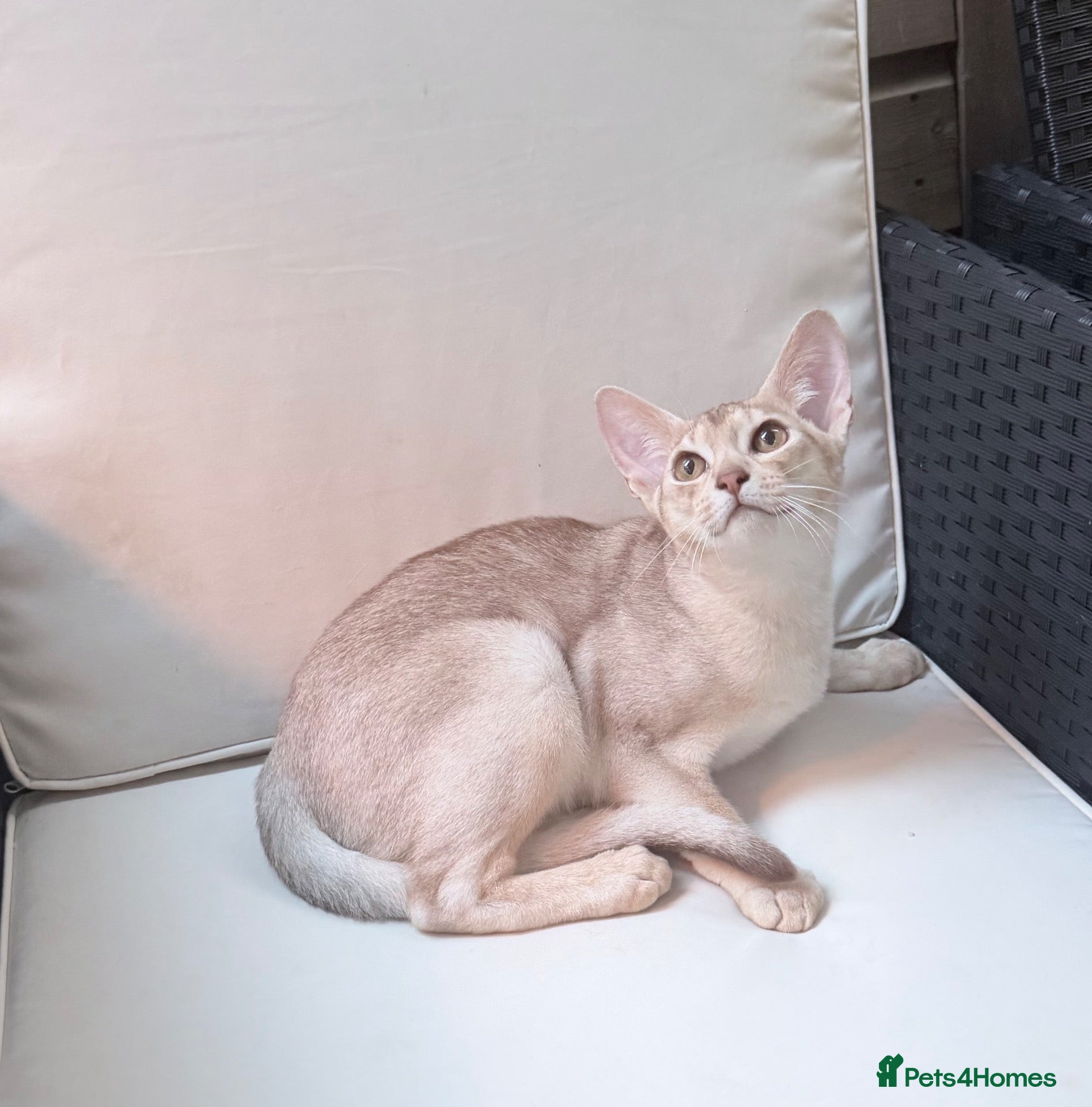 Abyssinian cats     Fu (福) 🏆✨ CHAMPION Silver Cinnamon Abyssinian - Advert 3
