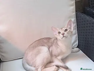 Abyssinian cats Fu (福) 🏆✨ CHAMPION Silver Cinnamon Abyssinian - Advert 3
