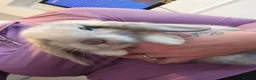Mini Lop rabbits for sale: Mini lop baby bunnies for sale  - Advert 7