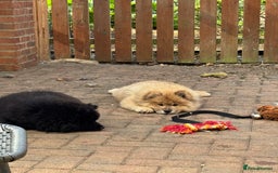 Chow Chow dogs for sale:  🐾 LAST TWO Ready to go STUNNING GIRL chow chows* - Image 22