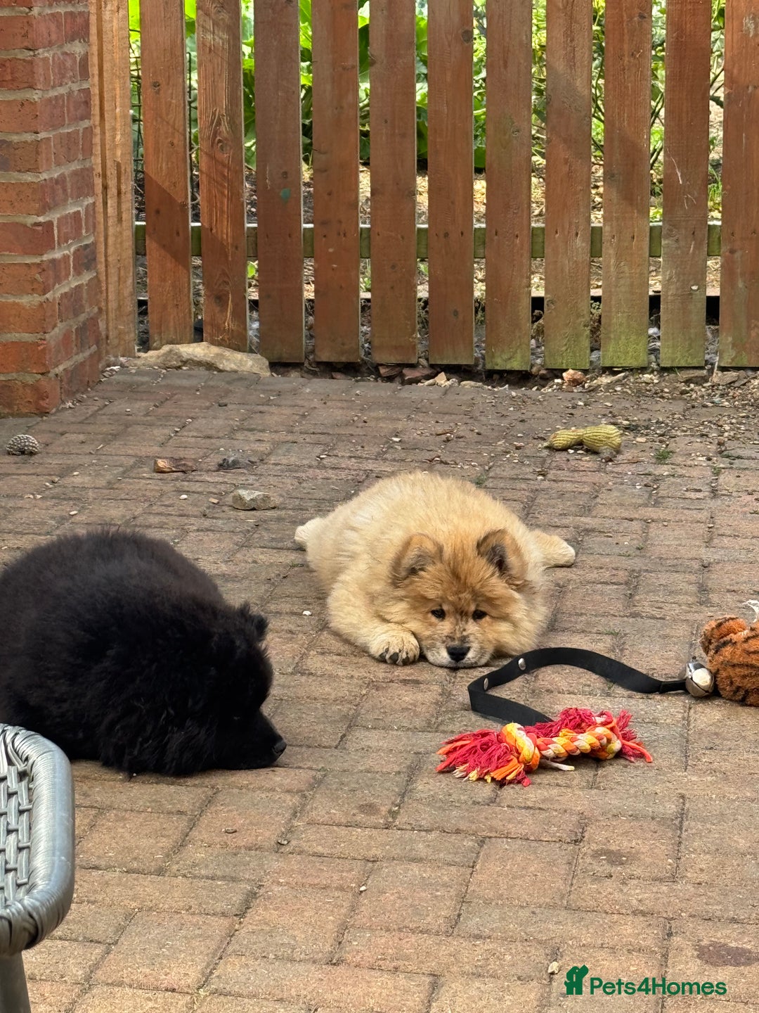 Chow Chow dogs for sale:  🐾 LAST TWO Ready to go STUNNING GIRL chow chows* - Image 22