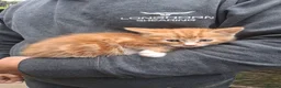 Mixed Breed cats for sale: Various kittens available  - Advert 5