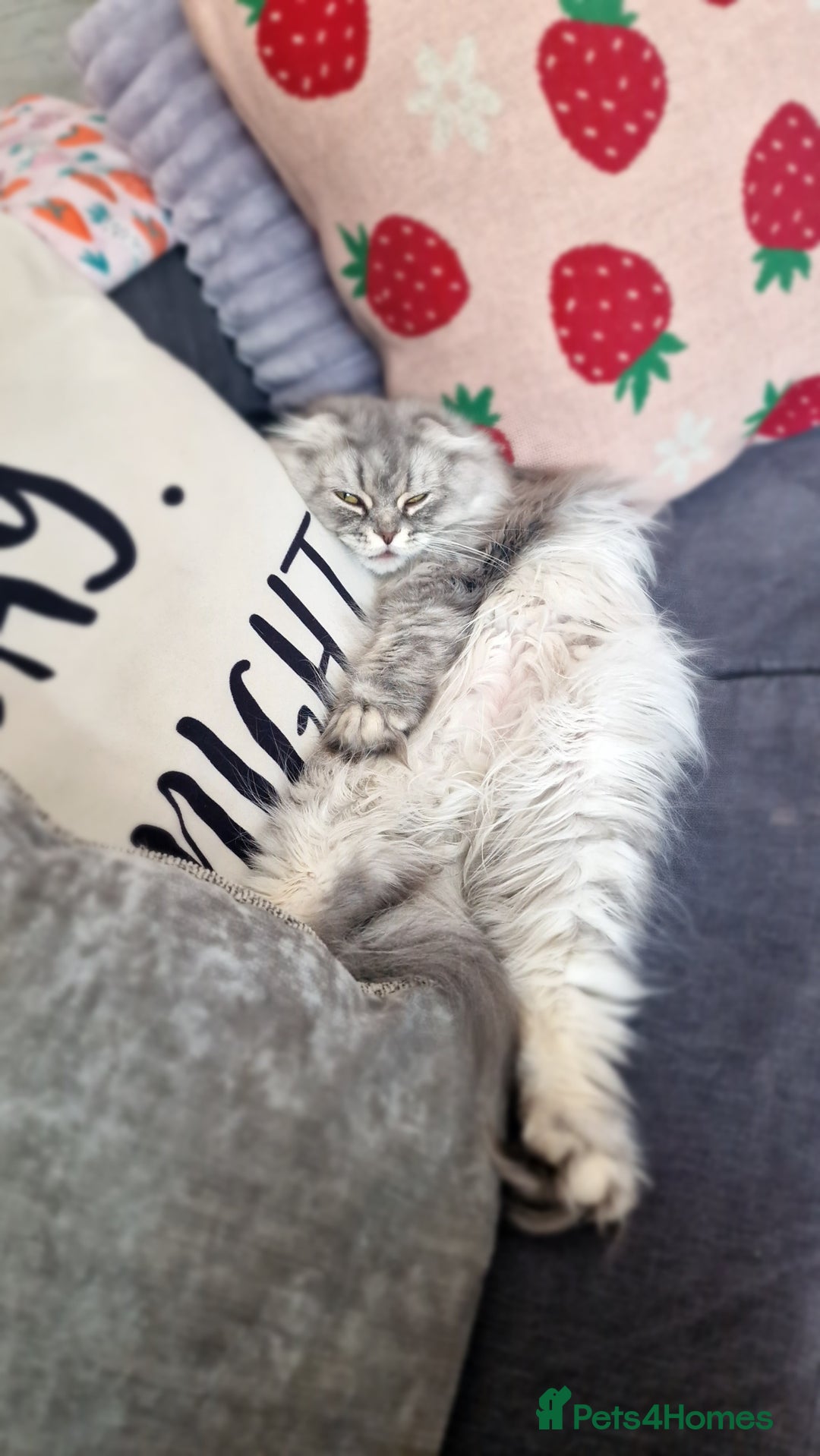 Scottish Fold cats for sale: Scottish fold long hair  - Image 2