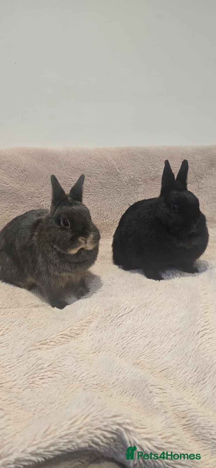 Netherland Dwarf rabbits Two Female Netherland Dwarf Rabbits for Sale  - Advert 1