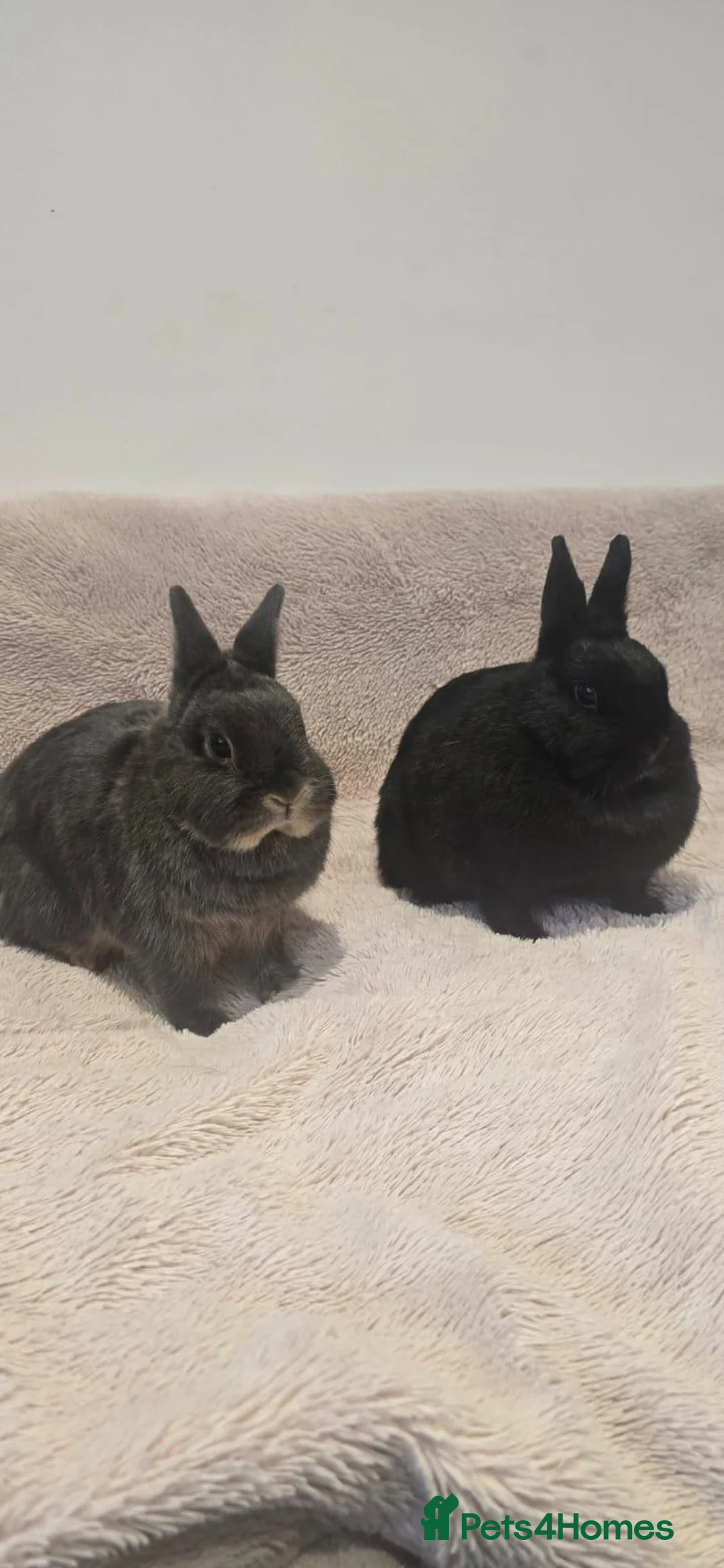 Netherland Dwarf rabbits for sale: Two Female Netherland Dwarf Rabbits for Sale  - Advert 1