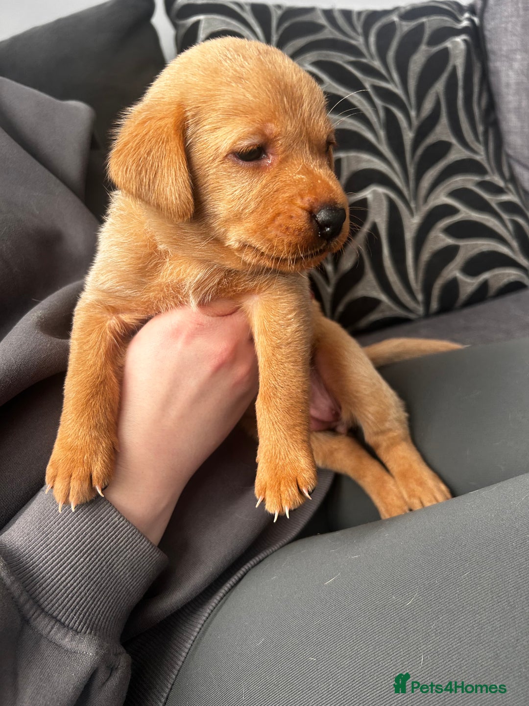 Labrador Retriever dogs for sale: Red fox Labrador puppies  - Advert 31