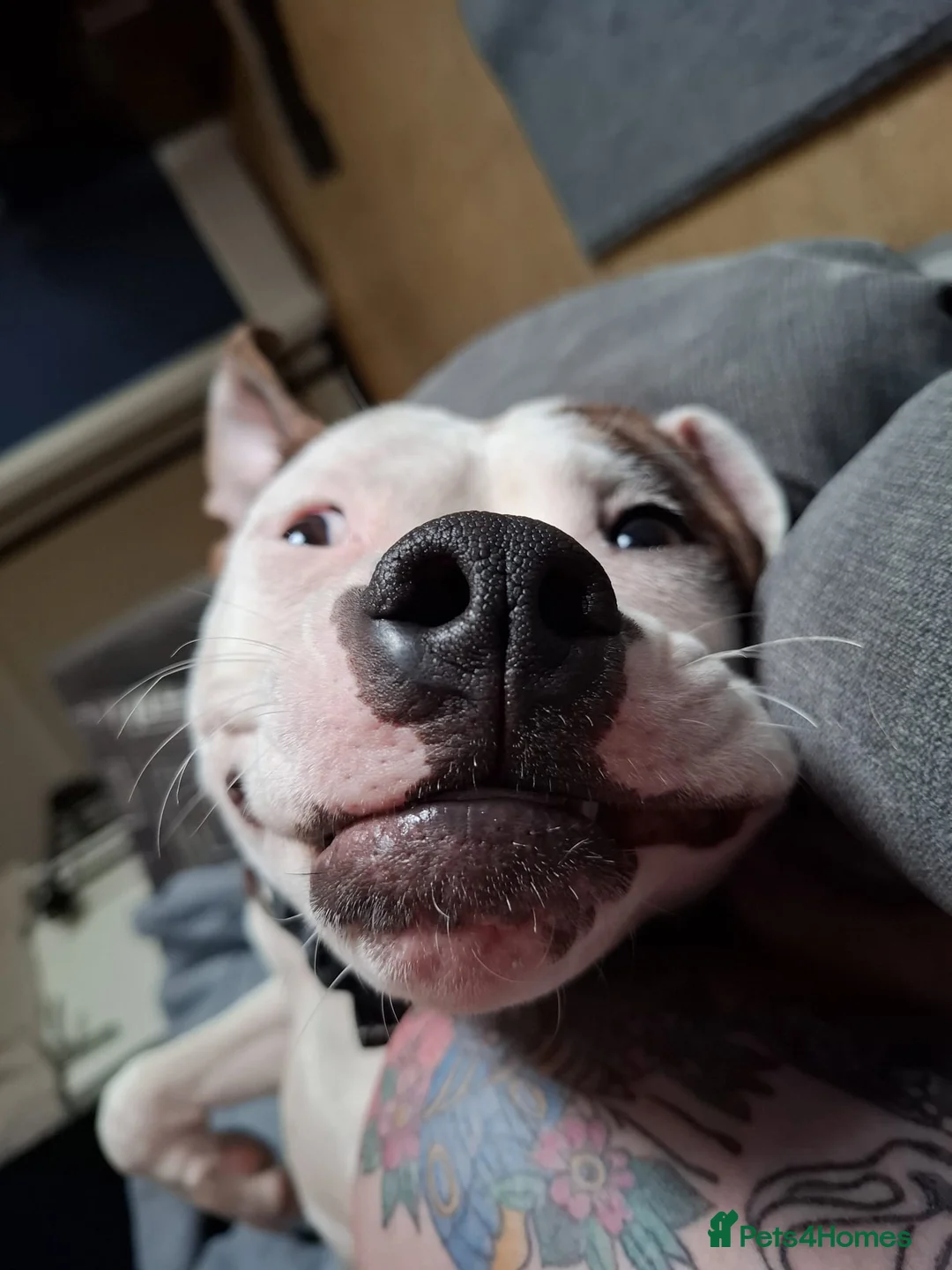 Mixed Breed dogs for sale: Male 8 month staffie cross for sale - Advert 1