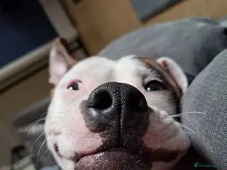 Mixed Breed dogs Male 8 month staffie cross for sale - Advert 6