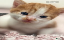 Mixed Breed cats for sale: Gorgeous kittens  - Image 9