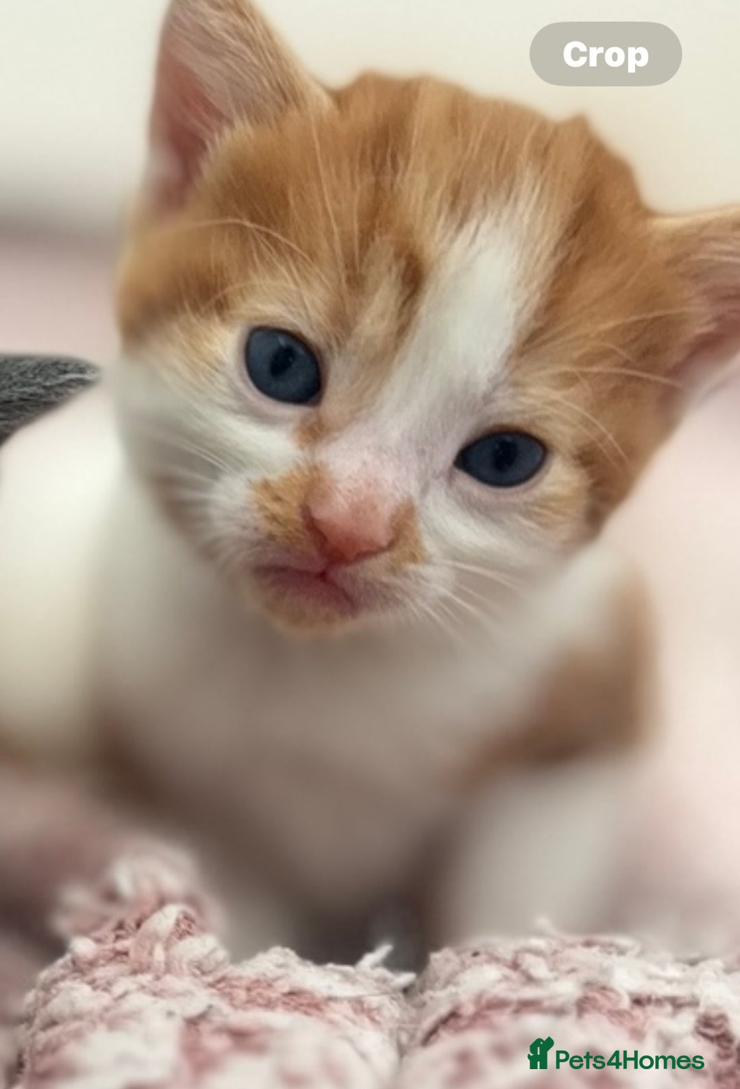 Mixed Breed cats for sale: Gorgeous kittens  - Image 9
