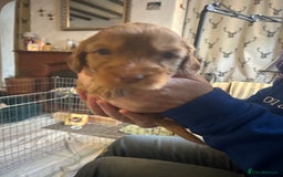 Cockapoo dogs for sale: Beautiful F2 Cockapoo Puppies  - Image 15