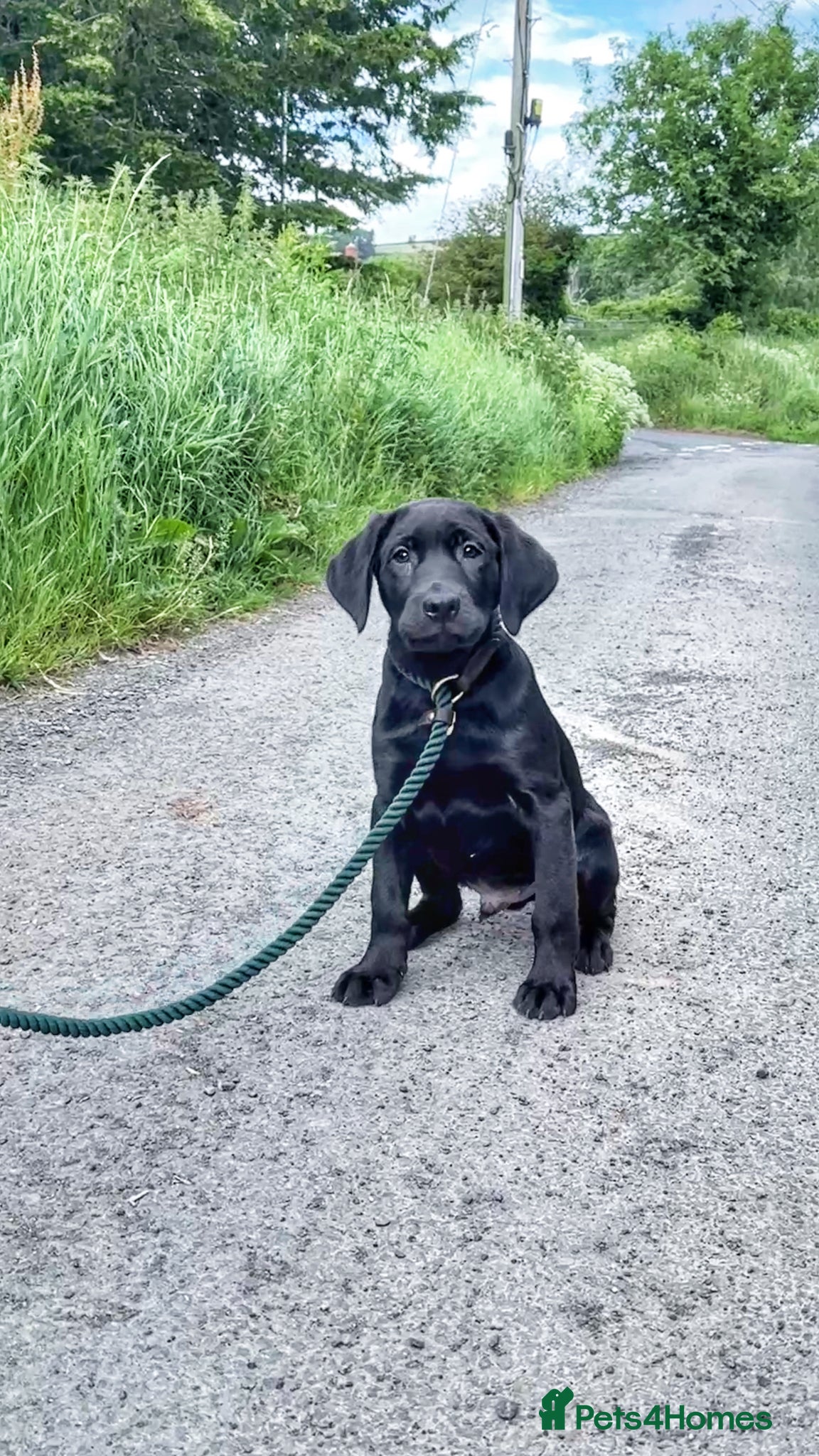 Labrador Retriever dogs Exceptional KC Reg Labrador Puppies For Sale! - Advert 1