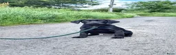Labrador Retriever dogs for sale: Exceptional KC Reg Labrador Puppies For Sale! - Advert 5