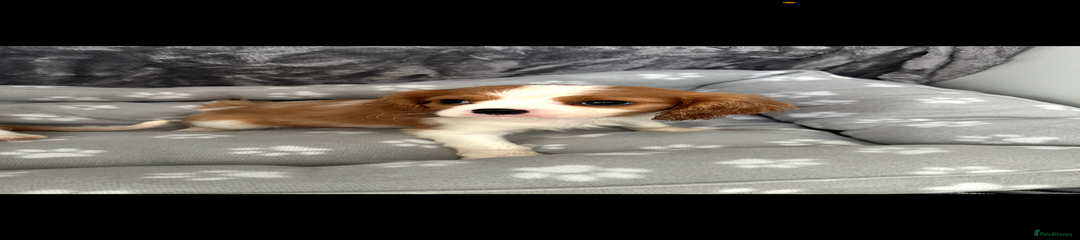 Cavalier King Charles Spaniel Puppy 1