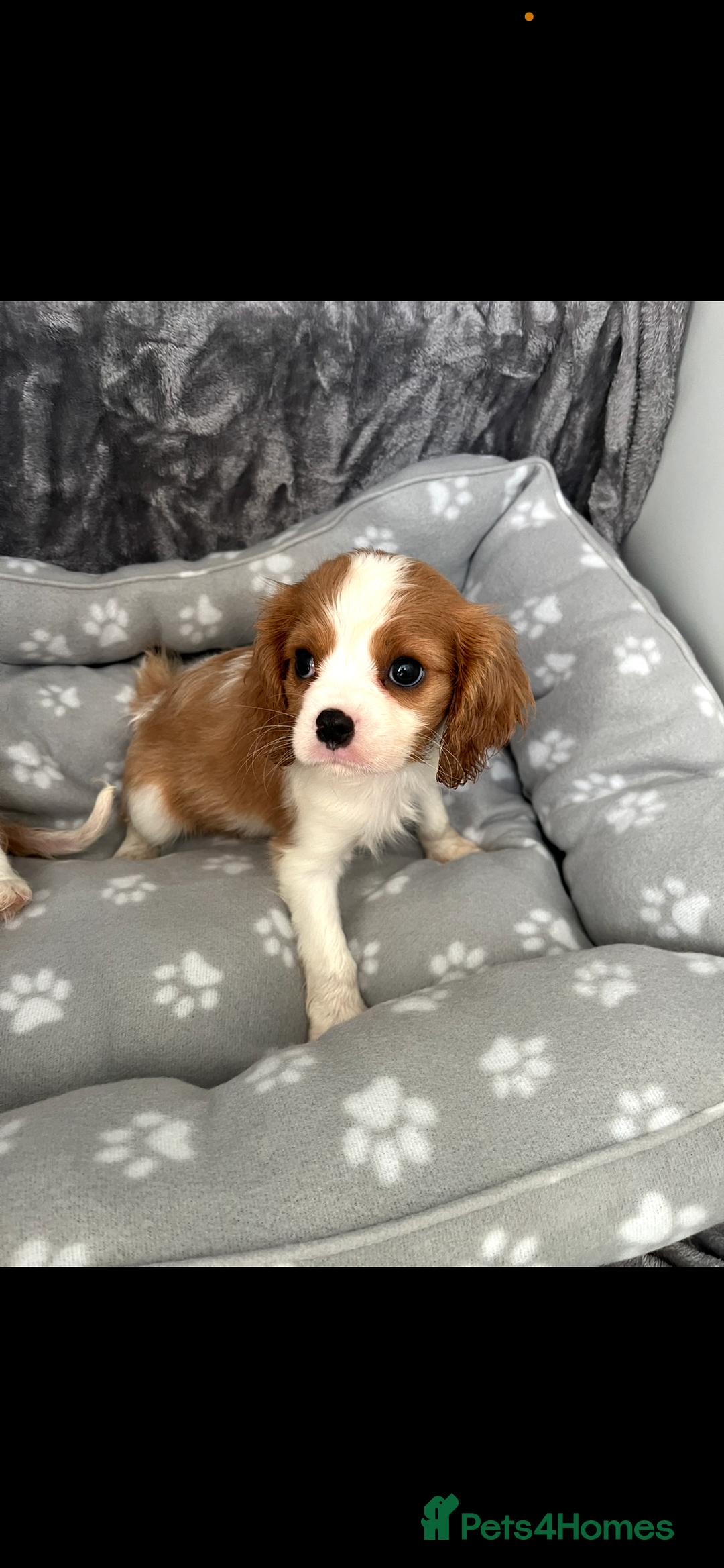 Cavalier King Charles Spaniel dogs for sale: Health tested stunning puppies - Advert 17