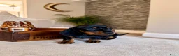 Miniature Dachshund dogs for sale: OUTSTANDING SMOOTH MINIATURE DACHSHUND PUPS  - Advert 3