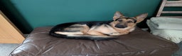 German Shepherd dogs for sale: Rocco 18 month old working line GSD - Advert 2
