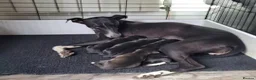 Mixed Breed dogs for sale: Labrador x whippet.  - Advert 1