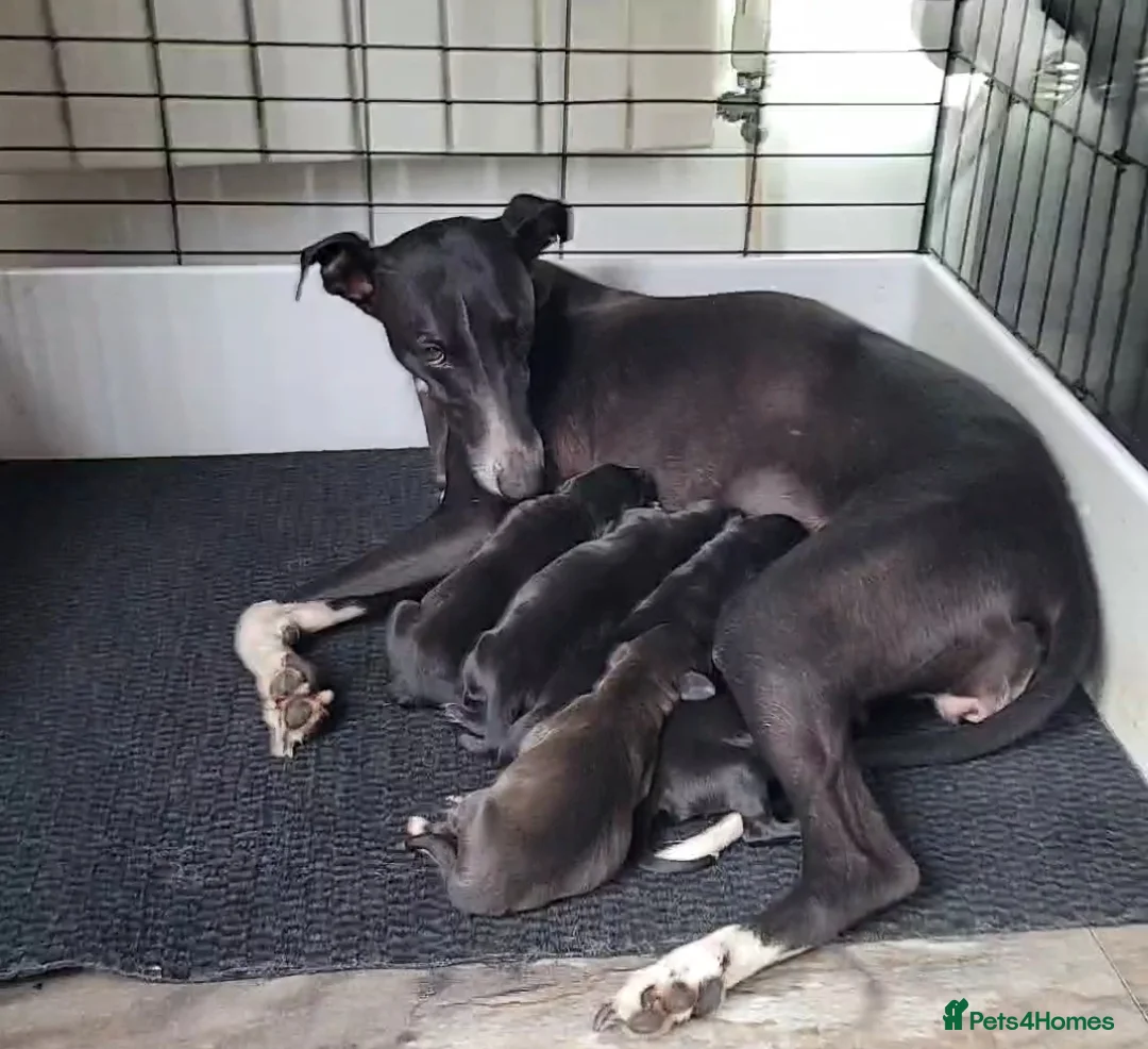 Mixed Breed dogs for sale: Labrador x whippet.  - Advert 1