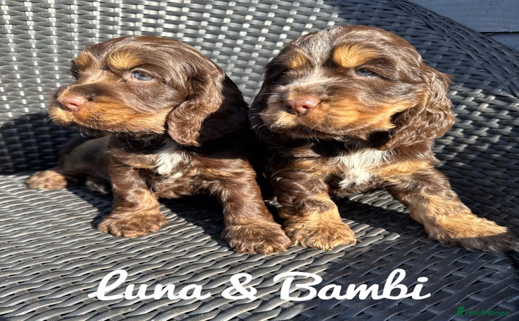 Cocker Spaniel dogs - Advert 11