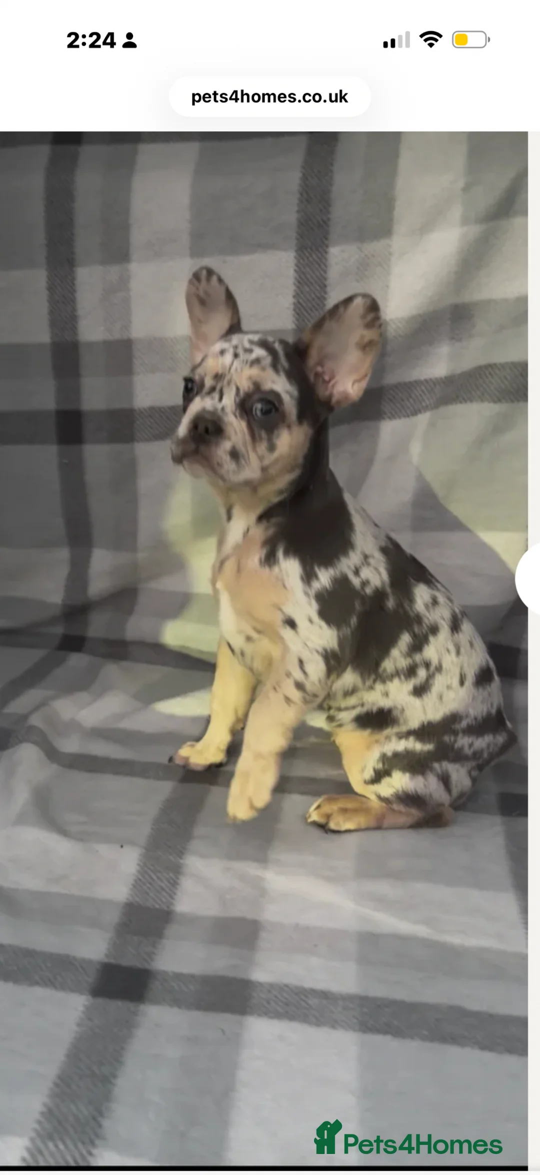 French Bulldog dogs for sale: Kc registered female Frenchie  - Advert 2