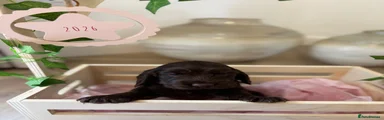 Chocolate Cocker Spaniel #2