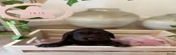 Cocker Spaniel dogs for sale: Show type cocker spaniels KC  - Advert 18