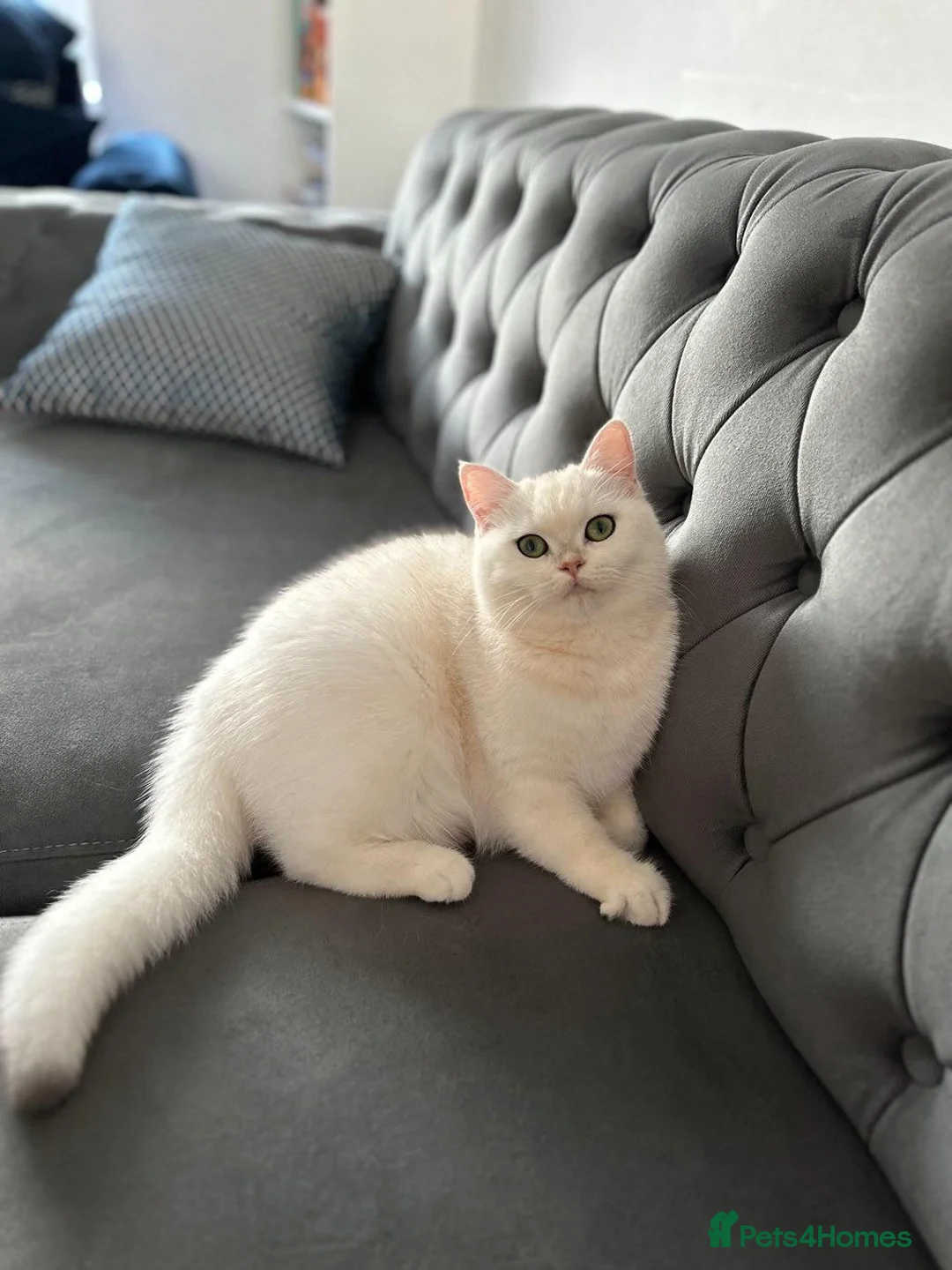 British Shorthair cats for sale: British Shorthair - Advert 2