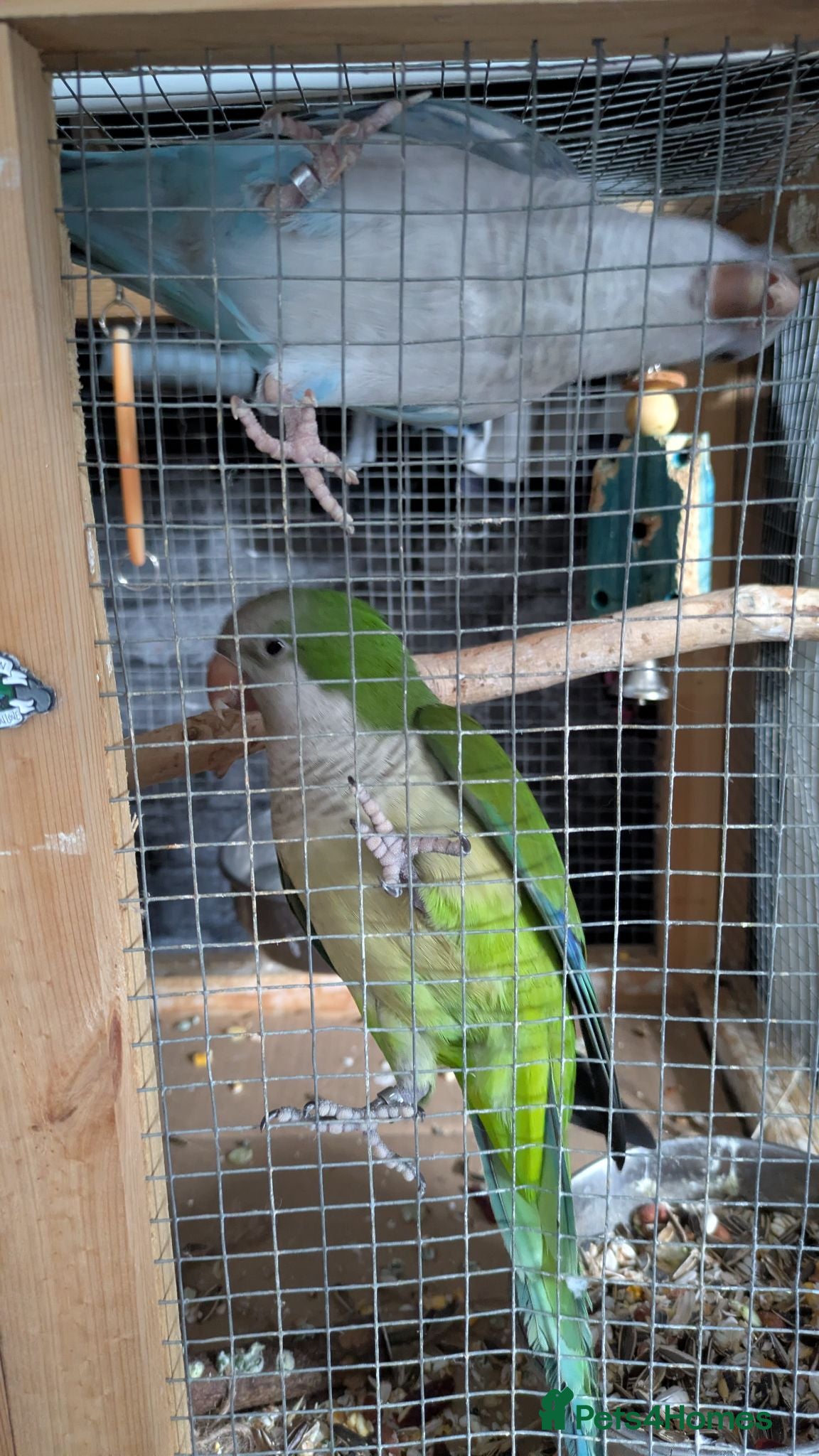 Parakeets birds Pair of hand reared quaker parrots, male/female - Advert 2