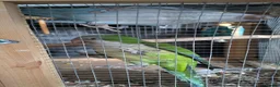 Parakeets birds for sale: Pair of hand reared quaker parrots, male/female - Advert 2