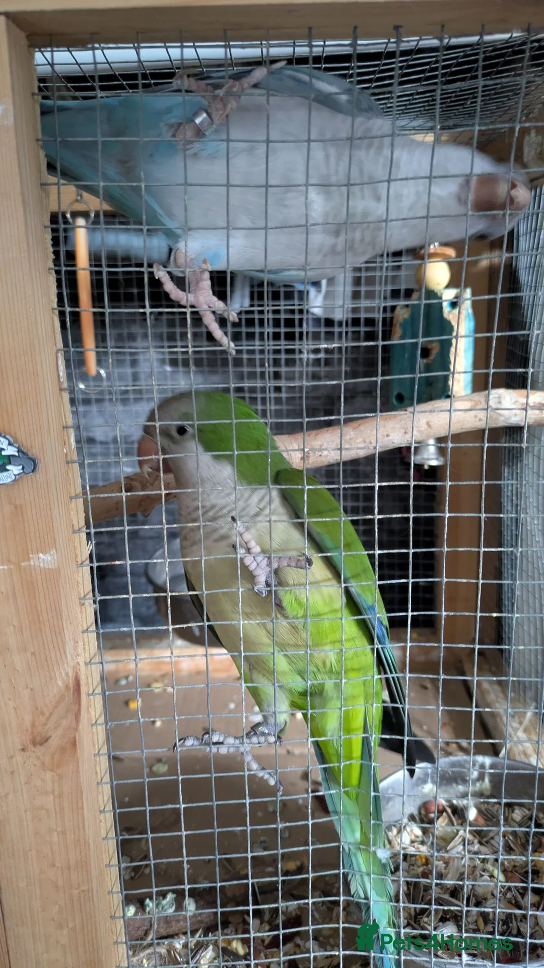 Parakeets birds for sale: Pair of hand reared quaker parrots, male/female - Advert 2