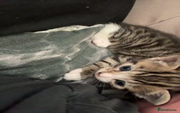 Mixed Breed cats for sale: 6 kittens not ready till 14th August  - Image 28