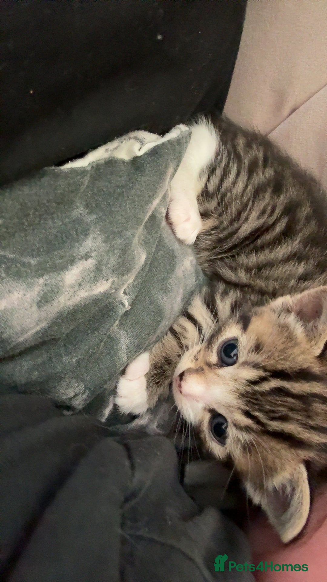 Mixed Breed cats for sale: 6 kittens not ready till 14th August  - Image 28