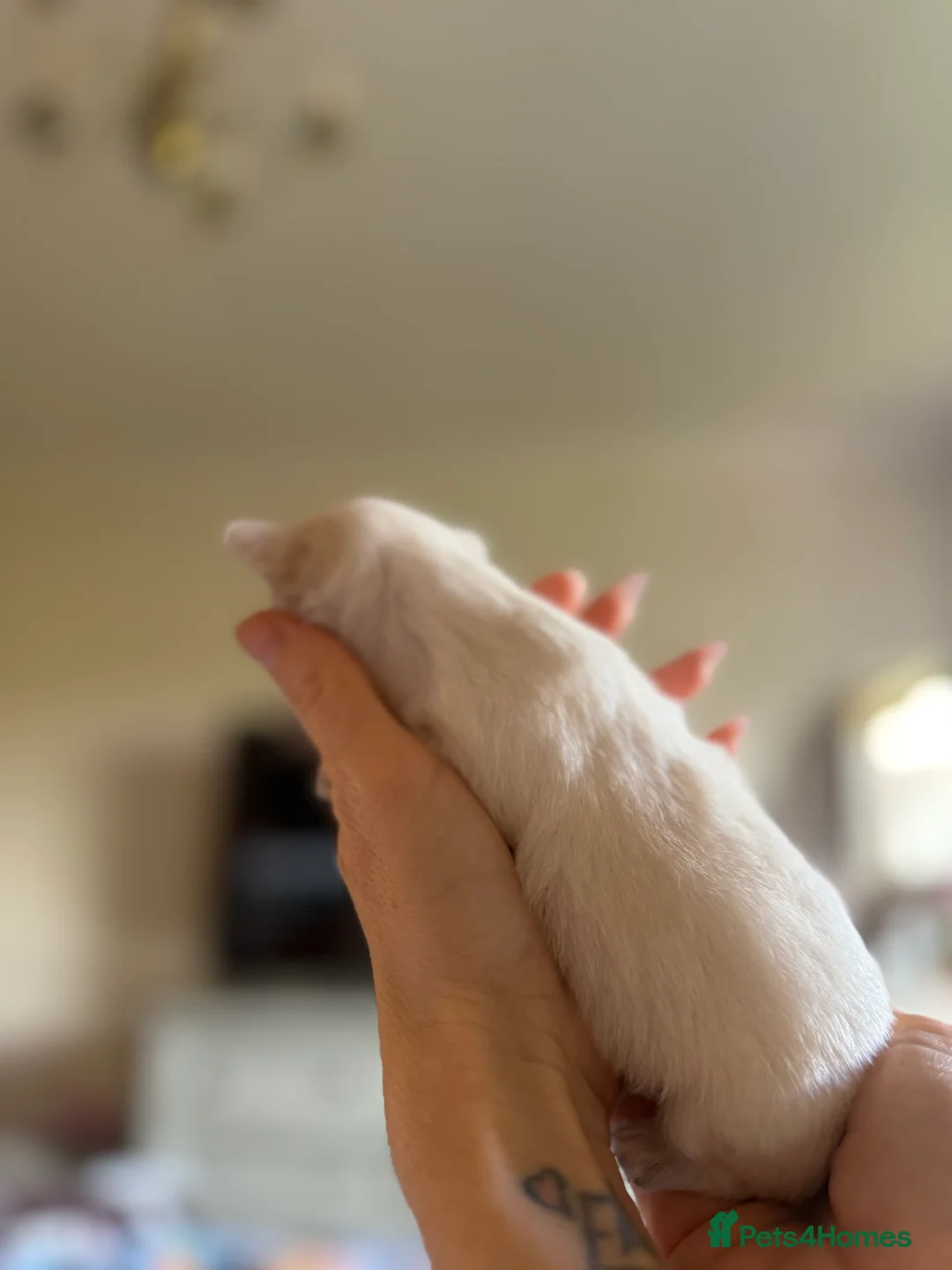 Chihuahua dogs for sale: ✨ EXQUISITE HUSKY MARKED LONG COAT CHIHUAHUAS ✨ - Advert 2