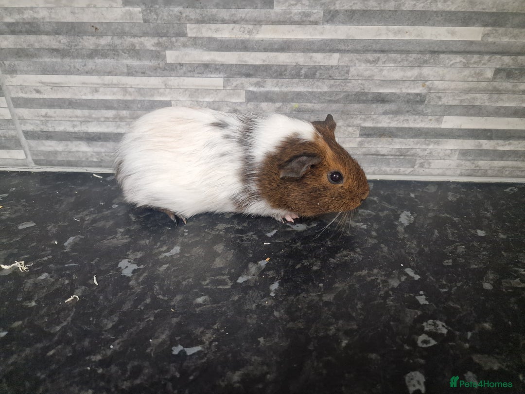 Guinea Pig rodents for sale: Female baby guinea pigs ready now - Image 5
