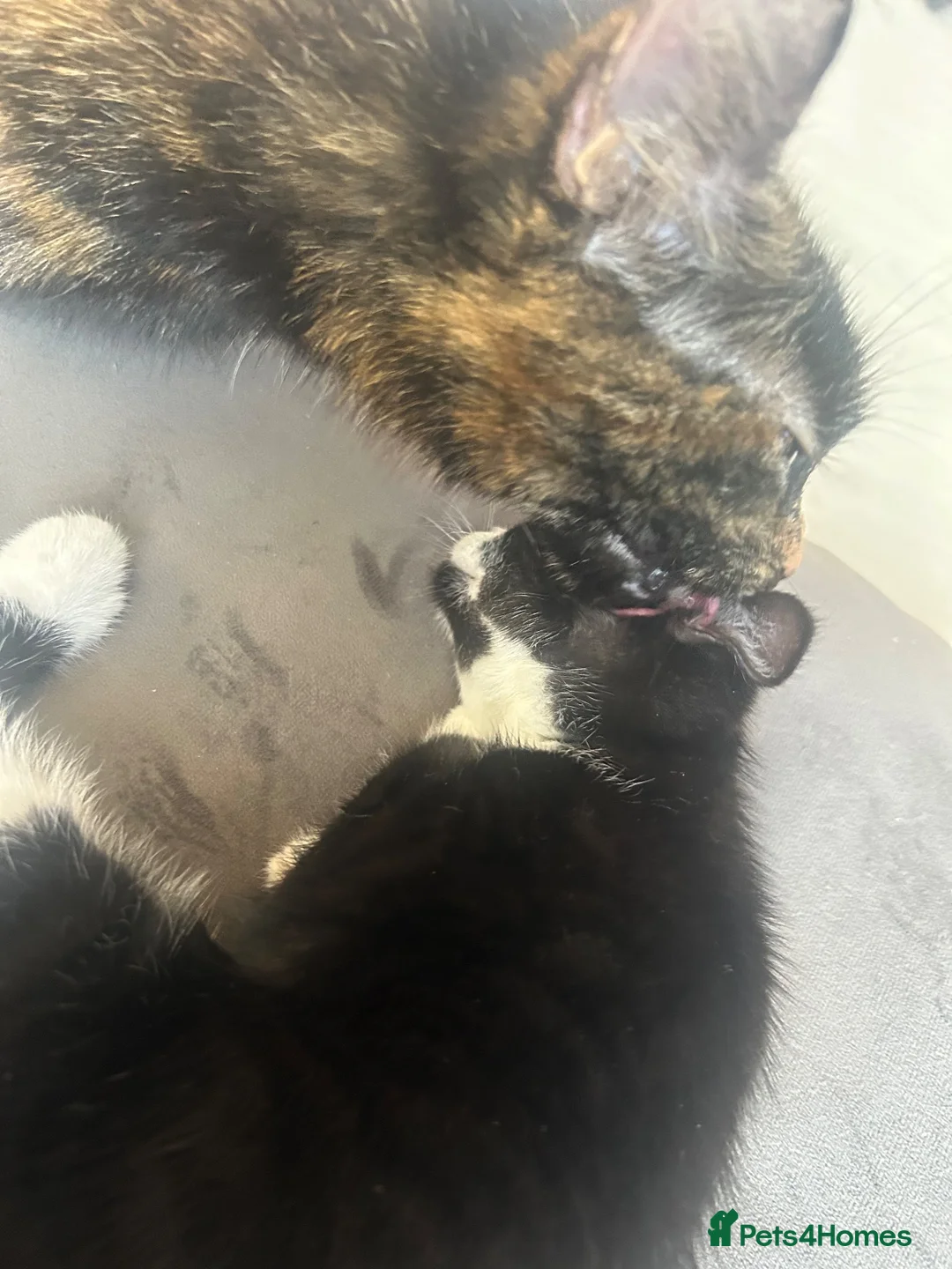 Mixed Breed cats for sale: Beautiful male kittens  - Advert 16