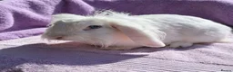 Mini Lion Lop rabbits for sale: Breeding pair of mini lion lops plus babies - Advert 17