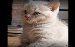 British Shorthair cats for sale: 3 beautiful pedigree British shorthair boys.  - Image 11